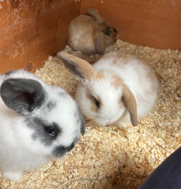 Beautiful Mini Lop Kits