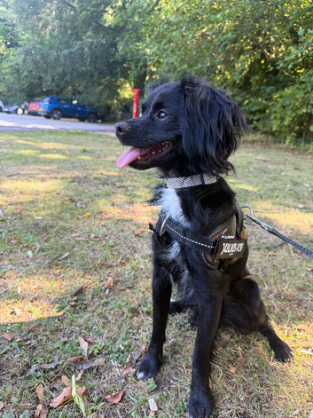 Woody (1yr)