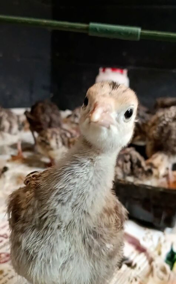 TURKEY POULTS 5 weeks old Norfolk bronze X bourbon red