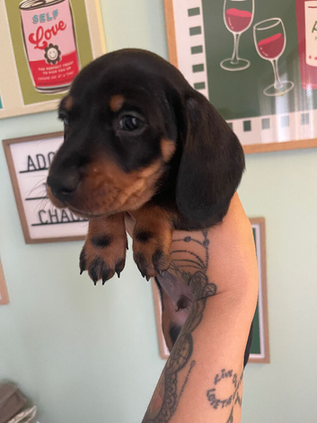 Dachshund puppies for sale