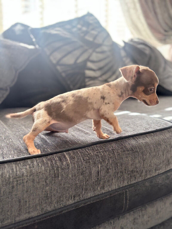 15/09/26 Beautiful miniature dachshund x chihuahua puppy ready now