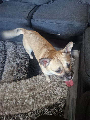 3 year old female