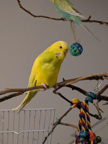 Female budgie
