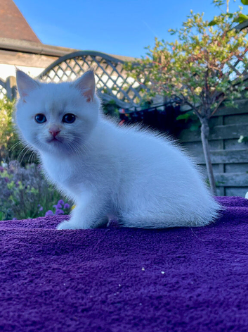 Blue Eyed Golden Colourpointed Boy Ready Today