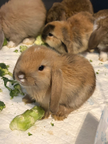 Beautiful mini lop bunnies