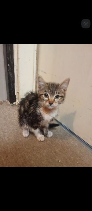 Kitten needs her forever home asap!