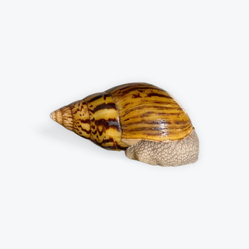 Giant African land snail - Adult tiger - achatina achatina snail for sale