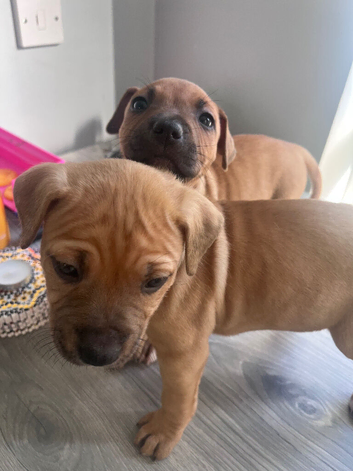 Staffie X bullies