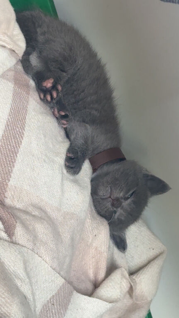 kitten