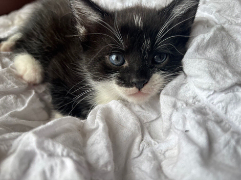 Black & White Kitten, Girl