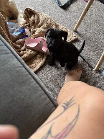Patterdale dog