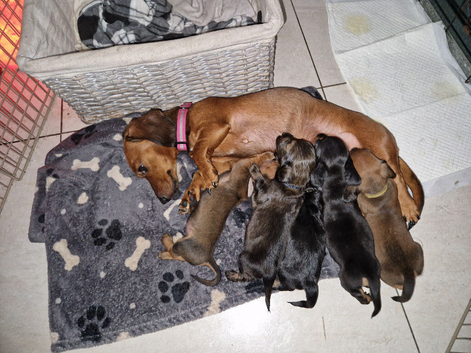 Miniature dachshund  3 males 2 females