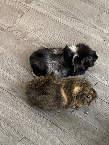 2 male guinea pigs