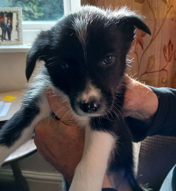 Top quality Border Collie Pups