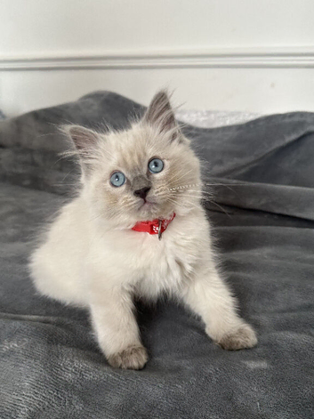 Beautiful Ragdoll Kittens Ready for New Homes