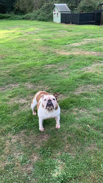 Bulldog bitch
