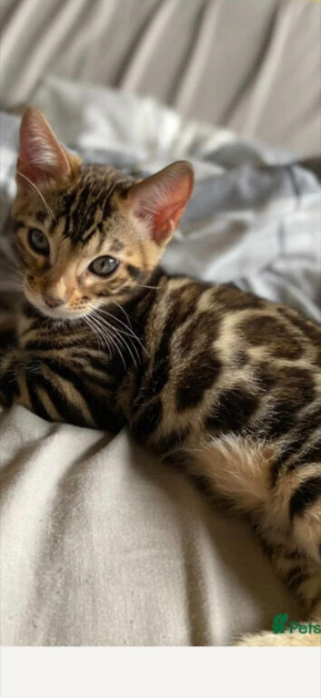 "NEED REHOMING Female bengal