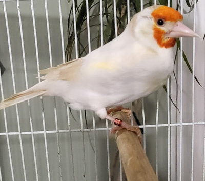 Beautiful Mutation Siberian Goldfinches