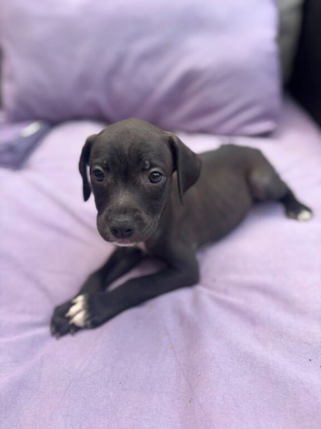 Beautiful 8 staff cross labrador