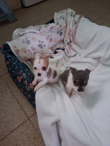 MIXED JACK/SHIH-TZU X2 PUPPIES