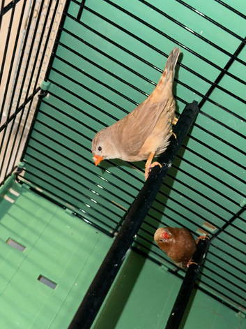 Tripple orange zebra finch pair