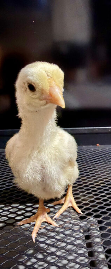 Ko shamo chicks