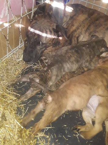 Bull wheatens