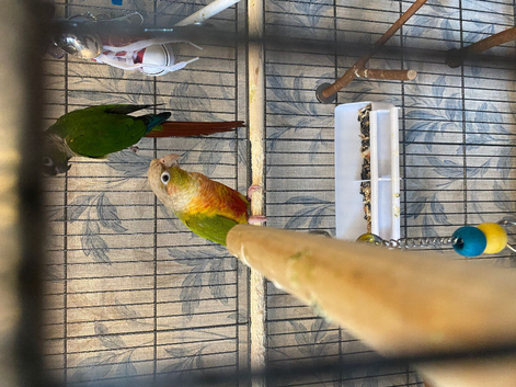 Pineapple conure