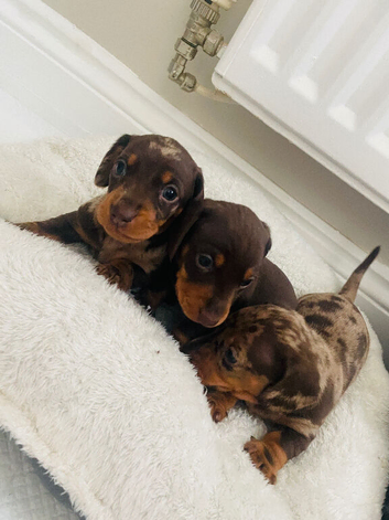 Beautiful dachshund puppies