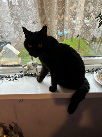 Missing cat