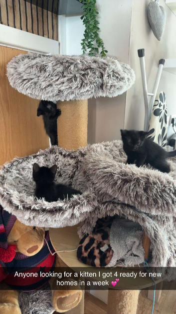 Black kittens