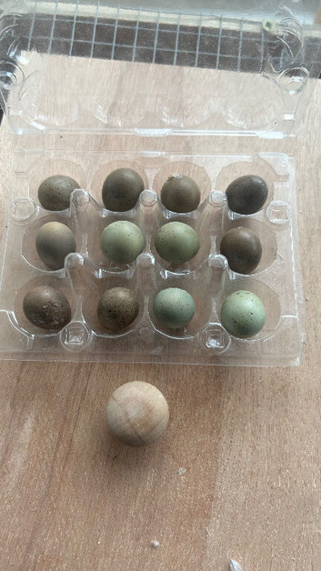 Button quail eggs