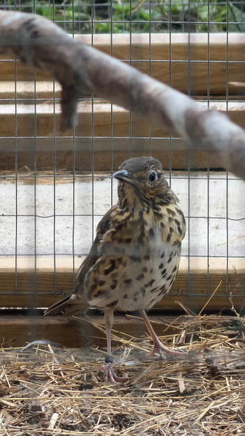 Male songthrush