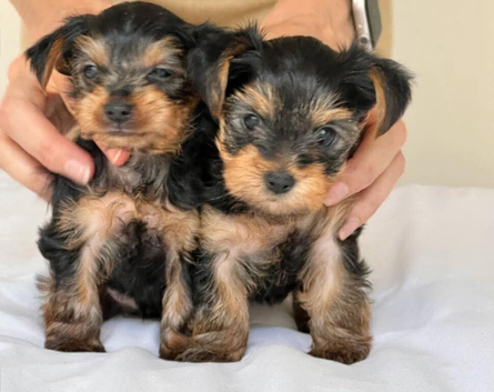 TWO Yorkshire terrier girls