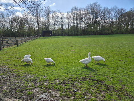 5 Egg-Laying Geese for Sale