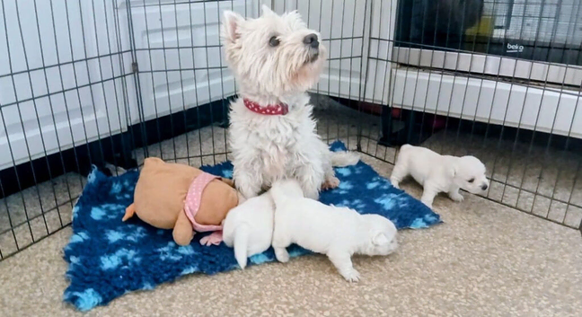KC... REG...WEST.... ISLAND.....TERRIERS....