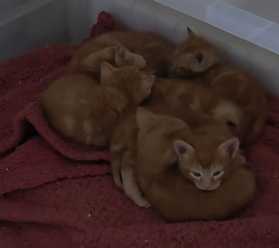 Ginger kittens