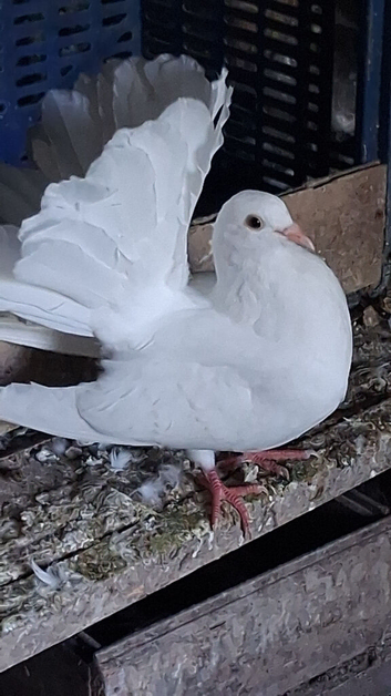 Homebred young Fantail Pigeons/Doves