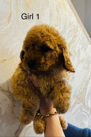 Adorable Cavapoo puppies