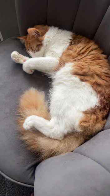 Needs a loving home urgently