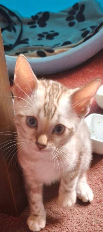 Bengal Kittens