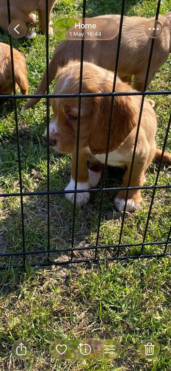 Beautiful cocker spaniels reduced price born 03/03/2026 vaccinated chipped and wormed