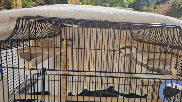 Bengaliese Finches
