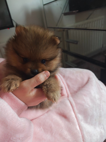 Teddy bear Pomeranian pups