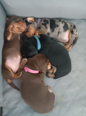 Dachshund puppies