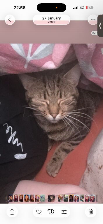 Beautiful hector cat