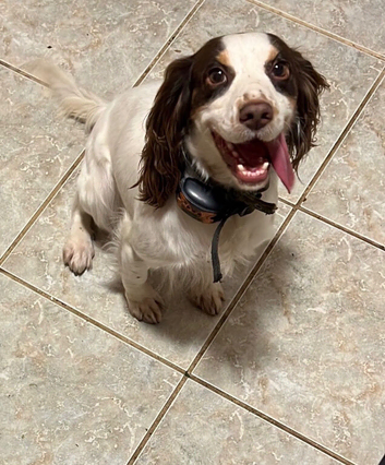 Our Beautiful Working Cocker Spaniel!