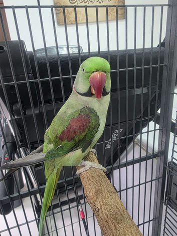 Beautiful ALEXANDRINE PARROT FOR SALE MALE