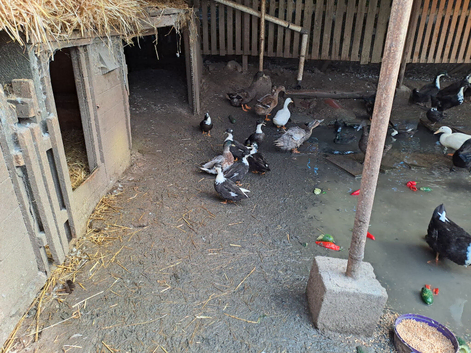 Call Ducks for sale.....black and white pied