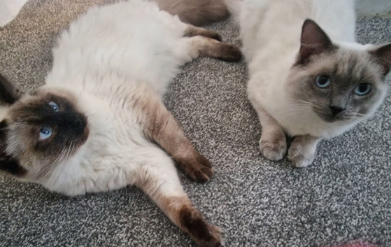 2 beautiful ragdoll brothers